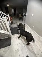Aries, a male Cane Corso for sale in North Las Vegas, NV – 5 of 5