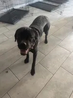 Aries, a male Cane Corso for sale in North Las Vegas, NV – 2 of 3
