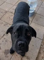 Aries, a male Cane Corso for sale in North Las Vegas, NV – 4 of 5