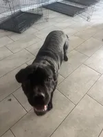 Aries, a male Cane Corso for sale in North Las Vegas, NV – 3 of 3