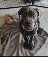Gracie, a female Cane Corso for sale in North Las Vegas, NV – 2 of 4