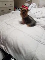 Female, a female Yorkshire Terrier for sale in Mesa, AZ – Photo 3 of 3