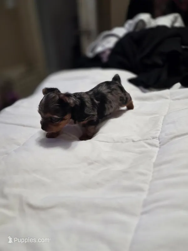 Female – Yorkshire Terrier puppy for sale in Mesa, AZ