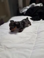 Female, a female Yorkshire Terrier for sale in Mesa, AZ – Photo 1 of 3