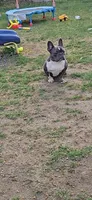 PEQUEÑA, a female French Bulldog for sale in Uniondale, NY – Photo 2 of 5