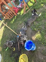 PEQUEÑA, a female French Bulldog for sale in Uniondale, NY – Photo 5 of 5