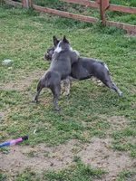 PEQUEÑA, a female French Bulldog for sale in Uniondale, NY – Photo 3 of 5