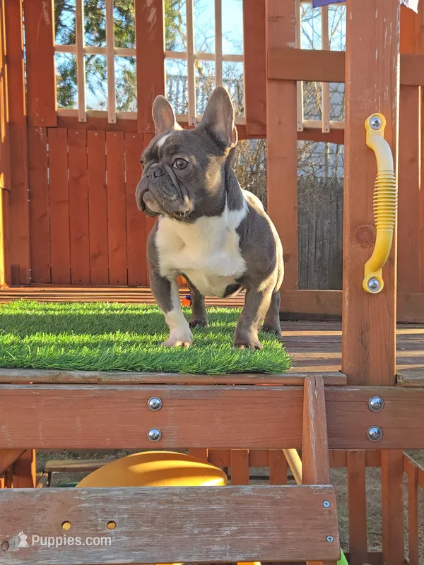 PEQUEÑA – French Bulldog puppy for sale in Uniondale, NY