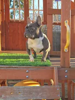 PEQUEÑA, a female French Bulldog for sale in Uniondale, NY – Photo 1 of 5