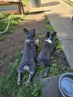 PEQUEÑA, a female French Bulldog for sale in Uniondale, NY – Photo 4 of 5