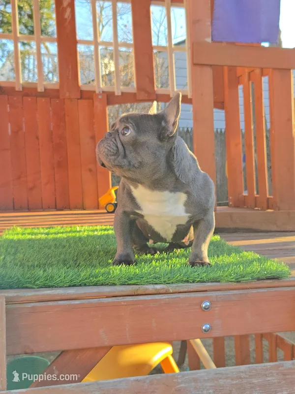 GHOSTY  – French Bulldog puppy for sale in Uniondale, NY