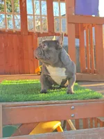 GHOSTY , a female French Bulldog for sale in Uniondale, NY – Photo 1 of 6