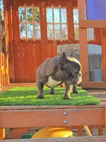 GHOSTY , a female French Bulldog for sale in Uniondale, NY – Photo 4 of 6
