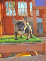 GHOSTY , a female French Bulldog for sale in Uniondale, NY – Photo 2 of 6