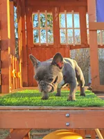 GHOSTY , a female French Bulldog for sale in Uniondale, NY – Photo 5 of 6