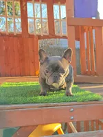 GHOSTY , a female French Bulldog for sale in Uniondale, NY – Photo 3 of 6