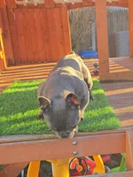 GHOSTY , a female French Bulldog for sale in Uniondale, NY – Photo 6 of 6