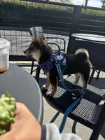 Nacho , a male Shiba Inu for sale in Roanoke, VA – Photo 2 of 4