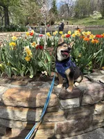 Nacho , a male Shiba Inu for sale in Roanoke, VA – Photo 3 of 4