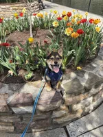 Nacho , a male Shiba Inu for sale in Roanoke, VA – Photo 4 of 4