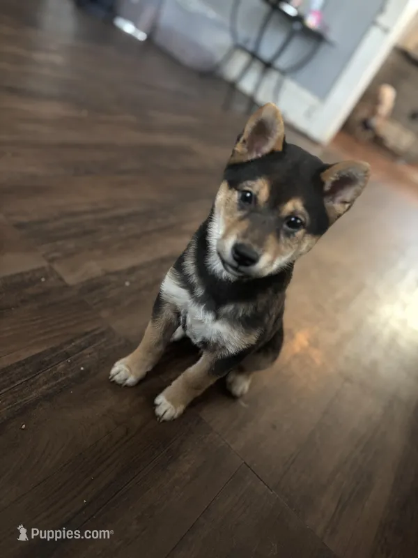 Nacho  – Shiba Inu puppy for sale in Roanoke, VA