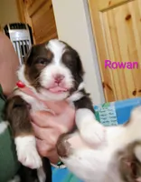 Rowan, a female Miniature Australian Shepherd for sale in Canon City, CO – 2 of 9