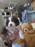 Blanche, a female Miniature Australian Shepherd for sale in Canon City, CO – 7 of 10