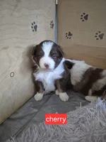 Cherry Jubilee , a female Miniature Australian Shepherd for sale in Canon City, CO – 3 of 8