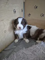 Cherry Jubilee , a female Miniature Australian Shepherd for sale in Canon City, CO – 5 of 8