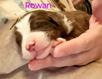 Rowan, a female Miniature Australian Shepherd for sale in Canon City, CO – 3 of 9