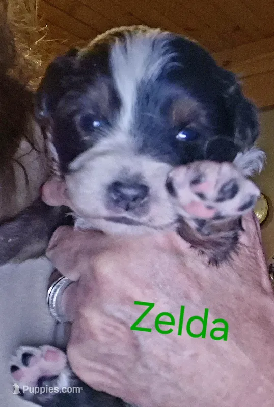 Zelda – Miniature Australian Shepherd puppy for sale in Canon City, CO