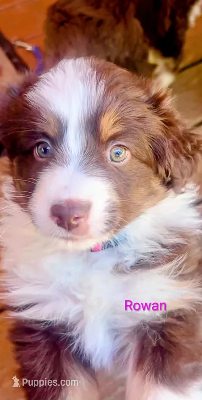 Rowan – Miniature Australian Shepherd puppy for sale in Canon City, CO