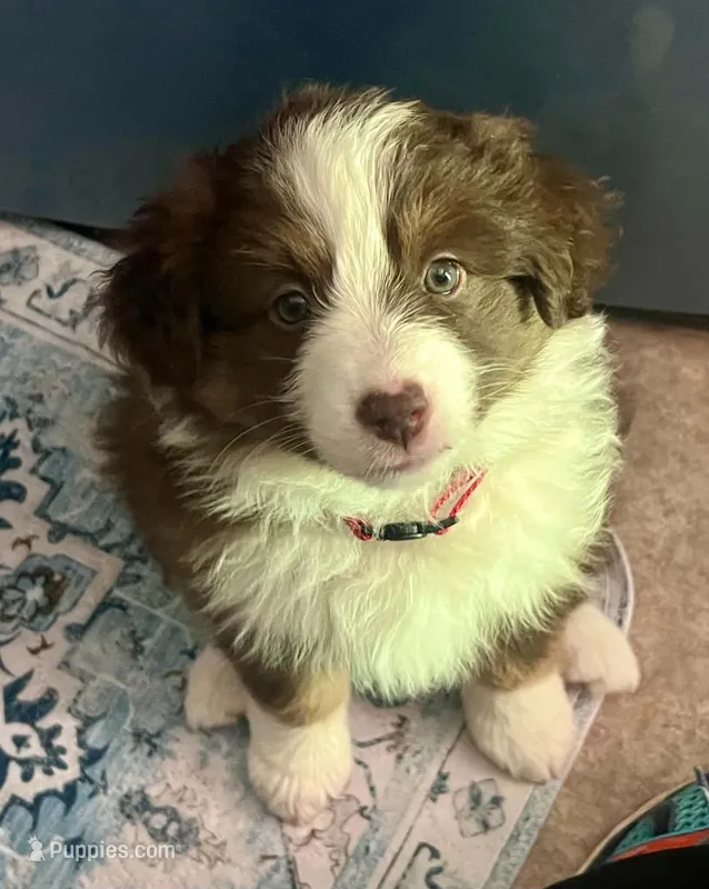 Cherry Jubilee  – Miniature Australian Shepherd puppy for sale in Canon City, CO