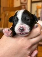 Zelda, a female Miniature Australian Shepherd for sale in Canon City, CO – 3 of 7