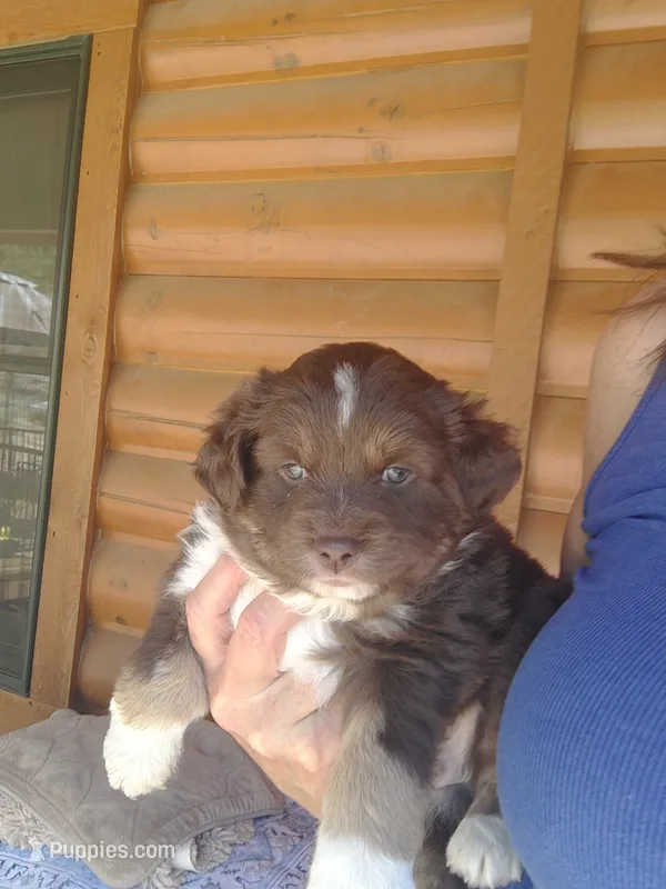 Rhett – Miniature Australian Shepherd puppy on hold in Canon City, CO
