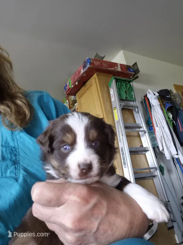 Percy – Miniature Australian Shepherd puppy on hold in Canon City, CO