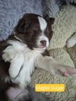 Maple, a female Miniature Australian Shepherd for sale in Canon City, CO – 4 of 10