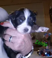 Zelda, a female Miniature Australian Shepherd for sale in Canon City, CO – 2 of 7