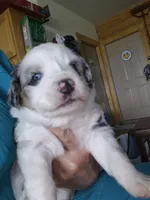 Vincent, a male Miniature Australian Shepherd for sale in Canon City, CO – 1 of 7