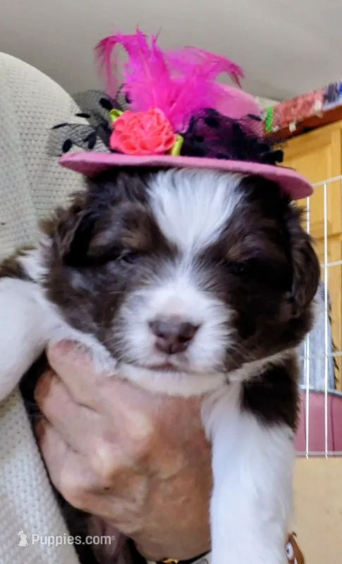 Maple – Miniature Australian Shepherd puppy for sale in Canon City, CO