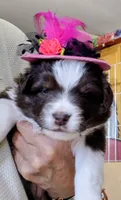 Maple, a female Miniature Australian Shepherd for sale in Canon City, CO – 1 of 10