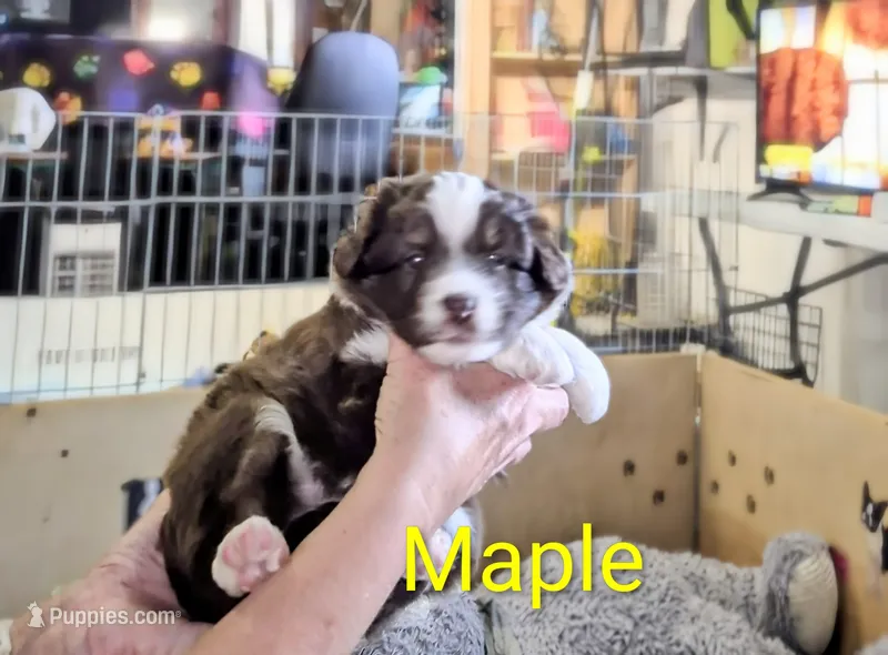 Maple – Miniature Australian Shepherd puppy for sale in Canon City, CO