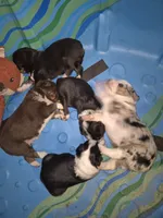Percy, a male Miniature Australian Shepherd for sale in Canon City, CO – 3 of 6
