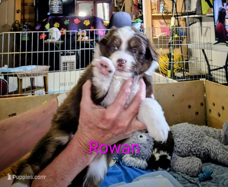 Rowan – Miniature Australian Shepherd puppy for sale in Canon City, CO