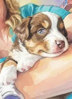 Percy, a male Miniature Australian Shepherd for sale in Canon City, CO – 4 of 6