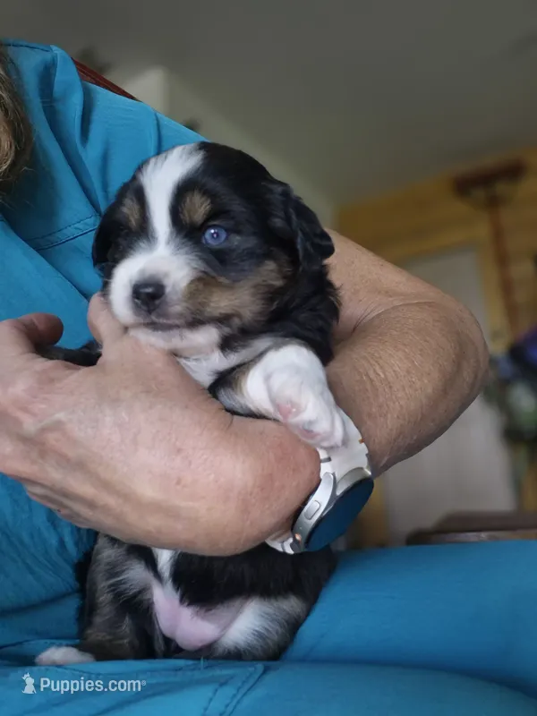 Fern – Miniature Australian Shepherd puppy for sale in Canon City, CO