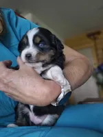 Fern, a female Miniature Australian Shepherd for sale in Canon City, CO – 1 of 7