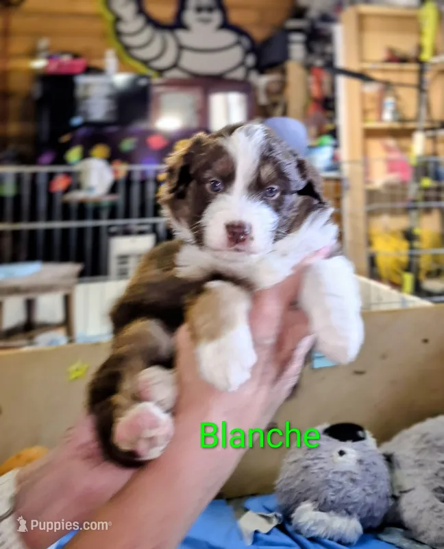 Blanche – Miniature Australian Shepherd puppy for sale in Canon City, CO