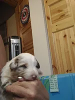 Clarette "Clare", a female Miniature Australian Shepherd for sale in Canon City, CO – 3 of 9