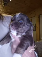 Rhett, a male Miniature Australian Shepherd for sale in Canon City, CO – 3 of 6